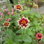 ジニア、ジャジーの花の