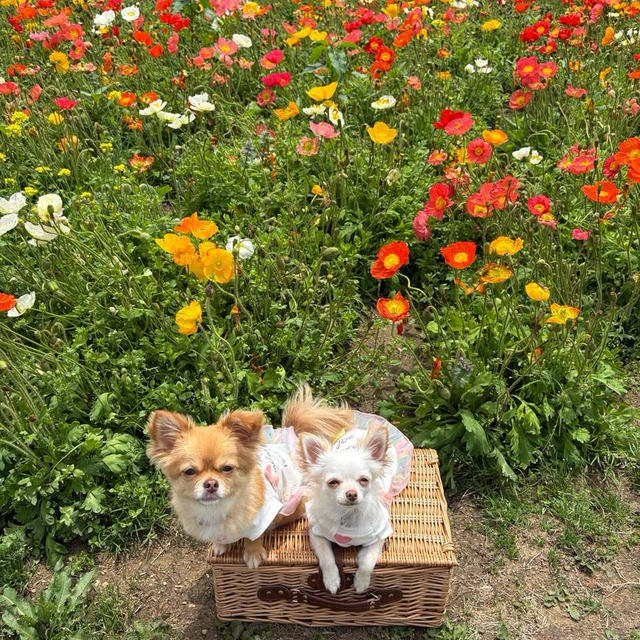 可愛いこたちとポピー２(*ᴗ͈ˬᴗ͈)