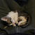 お膝で眠る仔猫