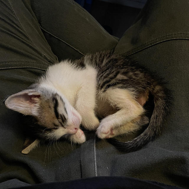 お膝で眠る仔猫