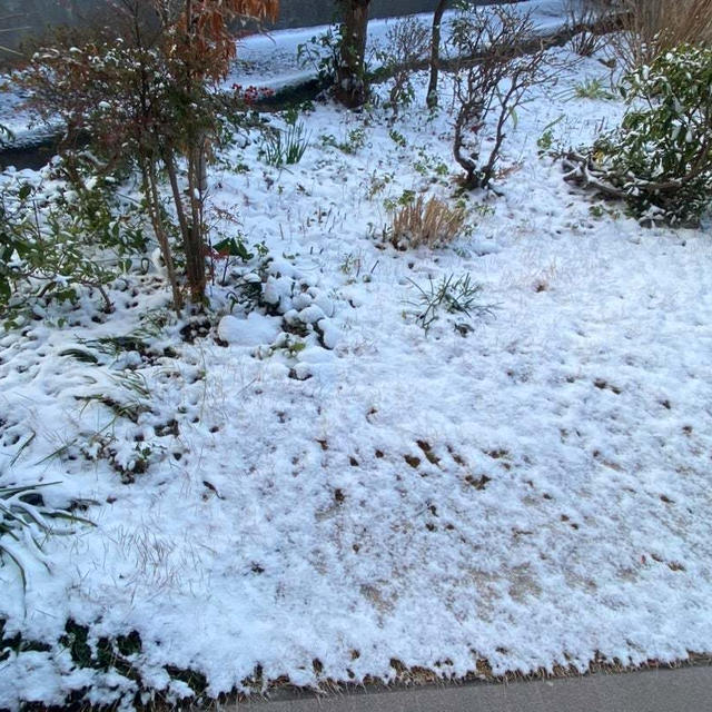 雪が積もりました ！