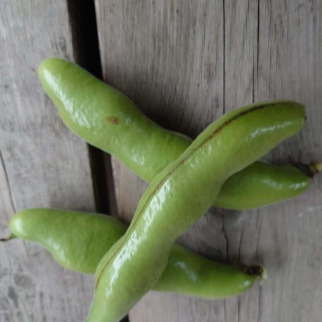 新じゃが芋、一寸そら豆収穫開始