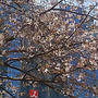 垂れ桜がすでに満開