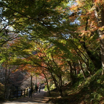 今年の紅葉は奈良＆養老　その３