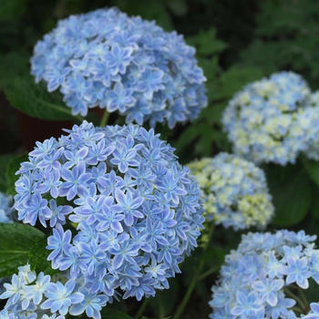 【レポ】　バタークリームで本物みたいな紫陽花のケーキ