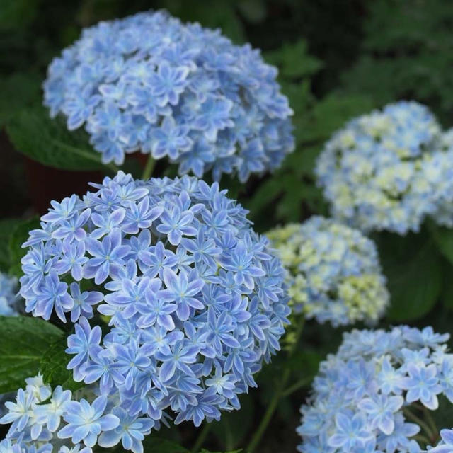 【レポ】　バタークリームで本物みたいな紫陽花のケーキ