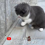 【YouTube更新】短足マンチカン「いくら」の日常 #2