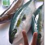 ダンナさんの釣果と男料理のお夕飯★