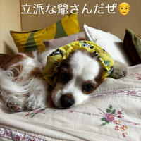 ディップ君12歳とカンちゃん永遠の12歳