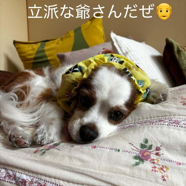 ディップ君12歳とカンちゃん永遠の12歳
