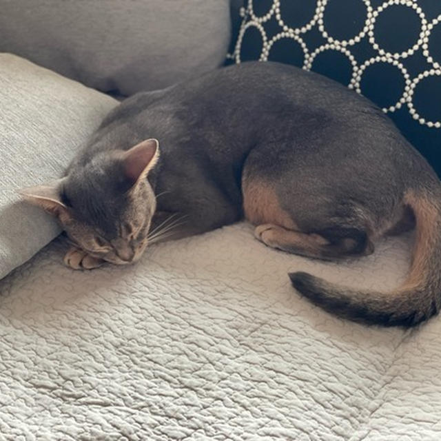 珍しく、猫ちゃんらしい寝相だ