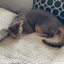 珍しく、猫ちゃんらしい寝相だ