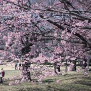 ■ウォーキング【相模原　清流の里の河津桜が満開で綺麗でした♪】