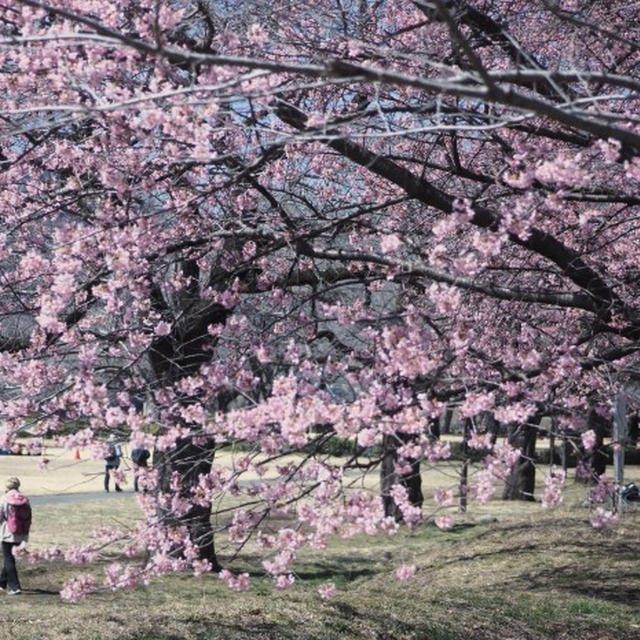 ■ウォーキング【相模原　清流の里の河津桜が満開で綺麗でした♪】