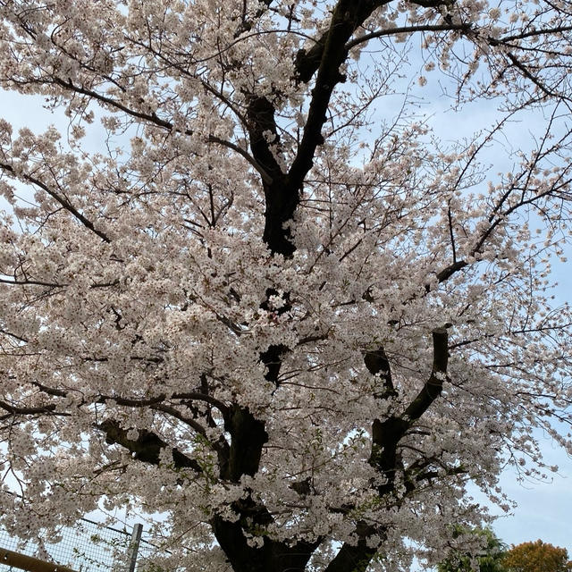 お久しぶり