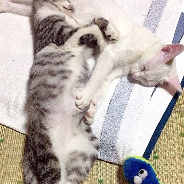 無邪気な寝姿♪