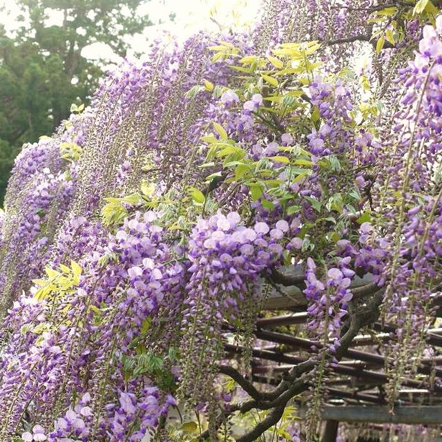 豪農の館　北方文化博物館の大藤の花　　　マンガ大賞受賞「銀の匙」