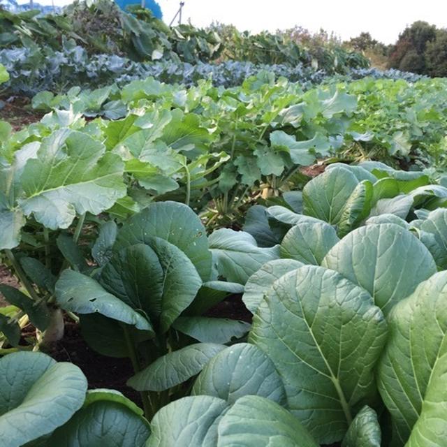 秋野菜収穫と春菊のRAWサラダ