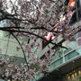 新宿の桜