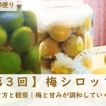 【第3回】梅シロップ②