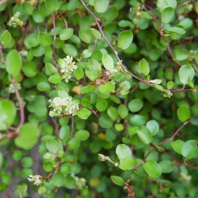 ワイヤープランツの花2022