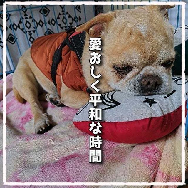 愛おしくも平和な時間