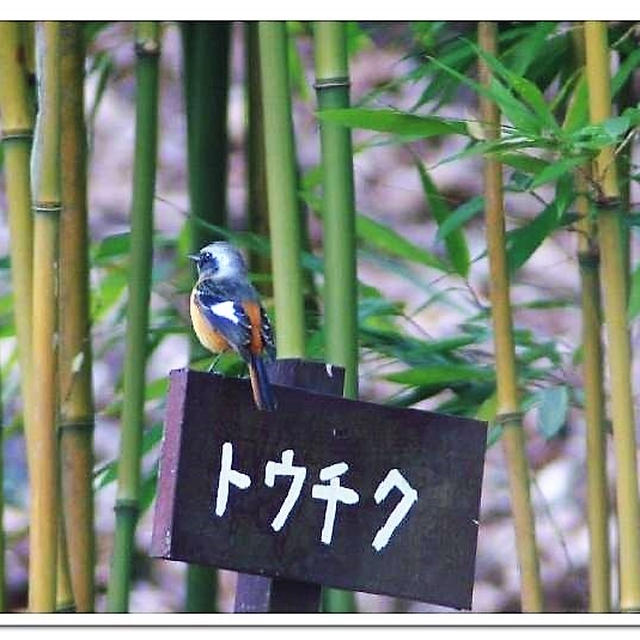 ■【ストック野鳥さん達です♪】