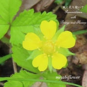 ヘビイチゴ ヤブヘビイチゴ　里山の黄色い花