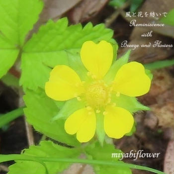 ヘビイチゴ ヤブヘビイチゴ　里山の黄色い花