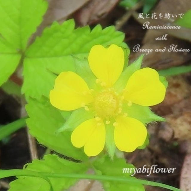 ヘビイチゴ ヤブヘビイチゴ　里山の黄色い花