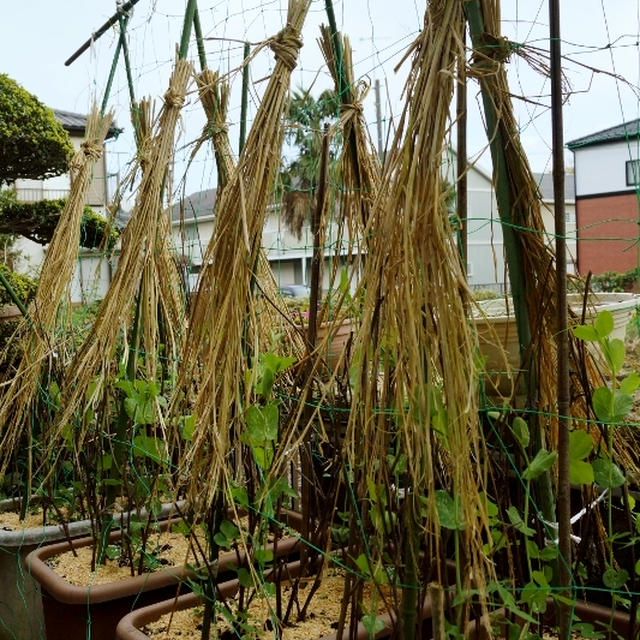 ■我が家のプランター菜園のご紹介【庭でも　野菜各種をプランター作りしています♪】