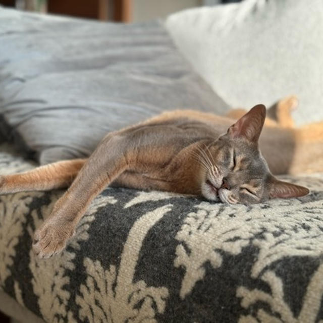 ヤンチャ坊も、よく眠るようになったなぁ