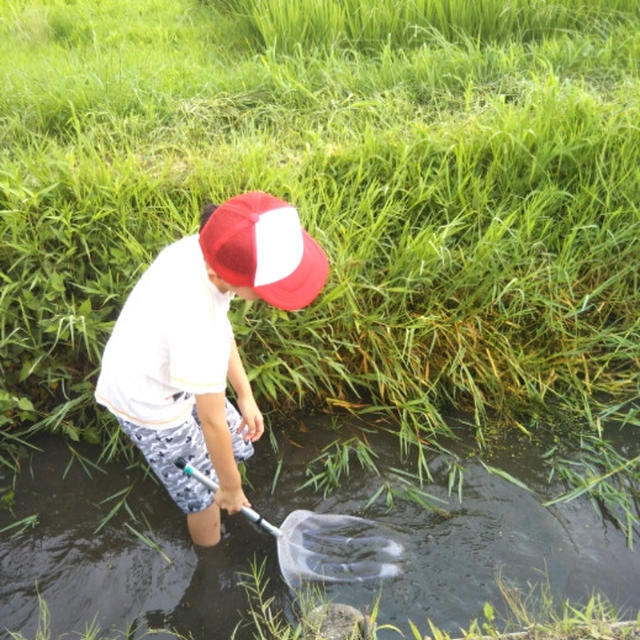 夏休み☆小田急！用水路で魚つかみイベント