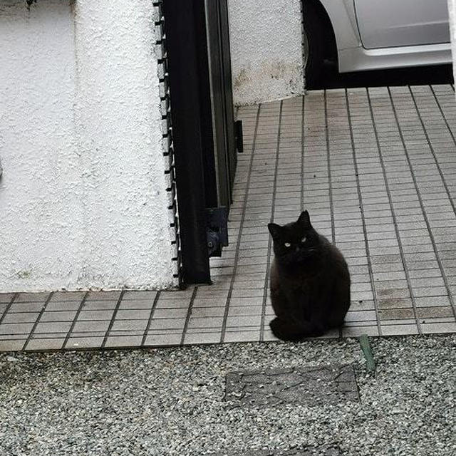 今日のクロちゃん♪と「てっぱく」