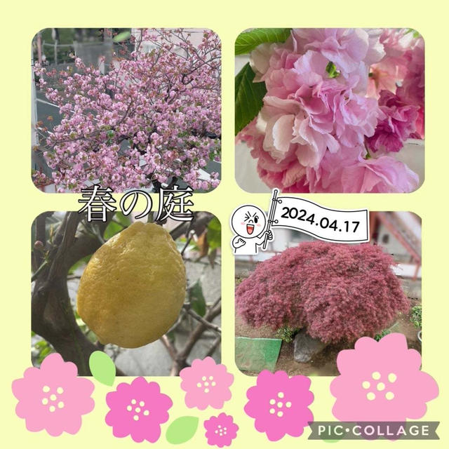 【春の庭】満開の八重桜ともみじとライム