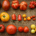 庭育ちのトマトファルシー二種類と・・・