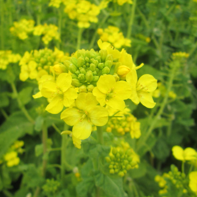 週末のお出かけ ＆ 蓮根と菜の花のサラダ