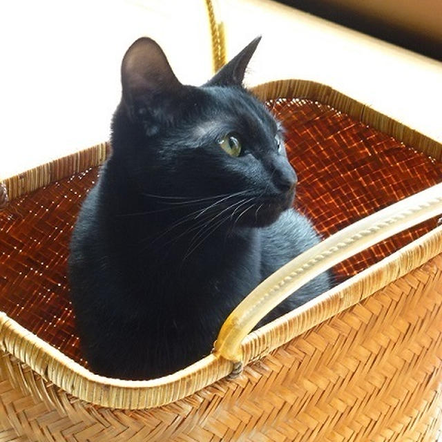 とにかく、かごが好きにゃの♪