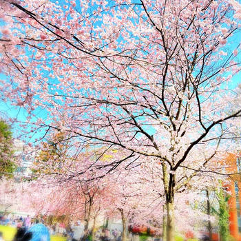 錦町公園でお花見♪からの勾当台公園ちょい飲みからの寿司呑み♪