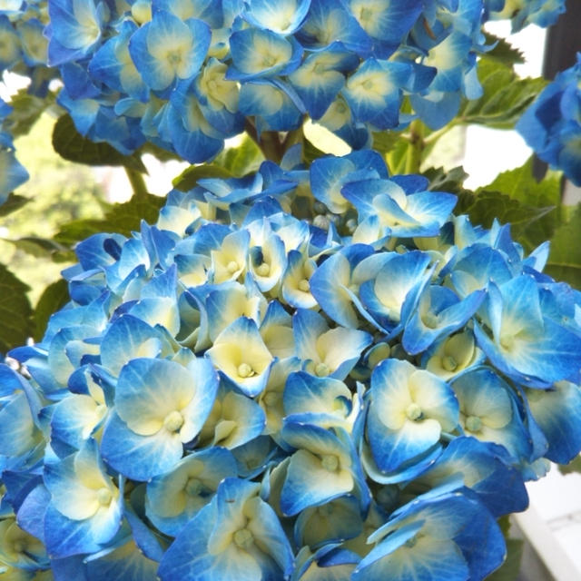 紫陽花とドタバタな私と法律が関わるときに大切なこと
