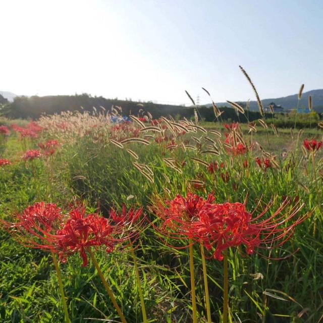 彼岸花、やっと咲いてきました#最近撮った写真は