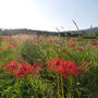 彼岸花、やっと咲いてきました#最近撮った写真は