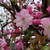 運動公園の桜とか…