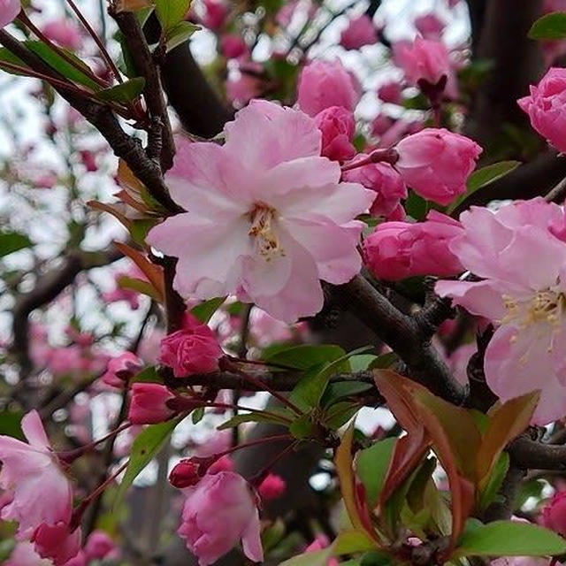 運動公園の桜とか…