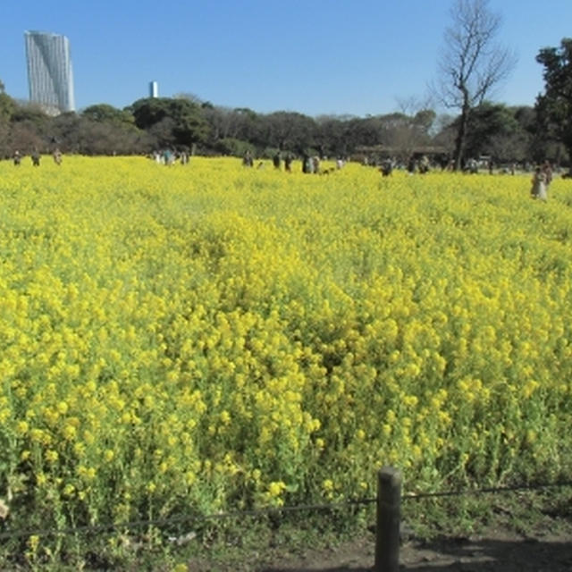 菜の花