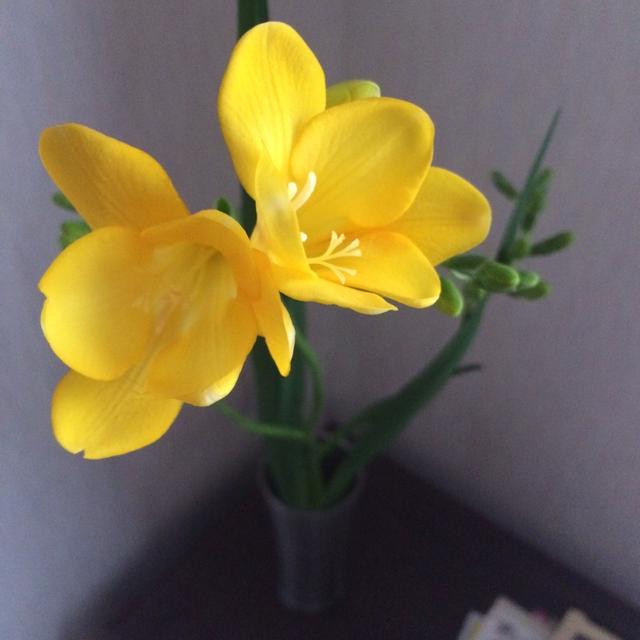 花粉がすきな花粉症