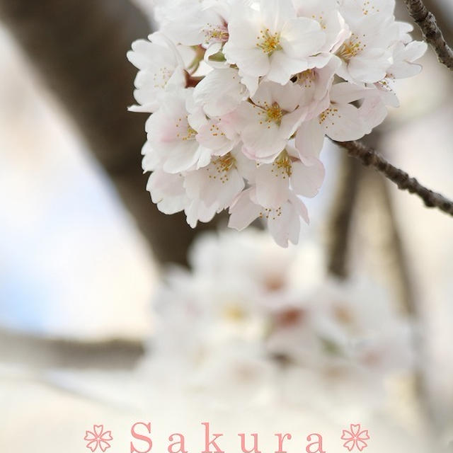 Spring scenery 桜
