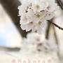 Spring scenery 桜