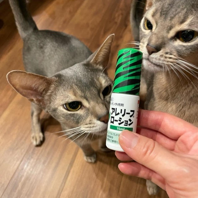【楽天マラソン】猫たちグッズをポチッとしました
