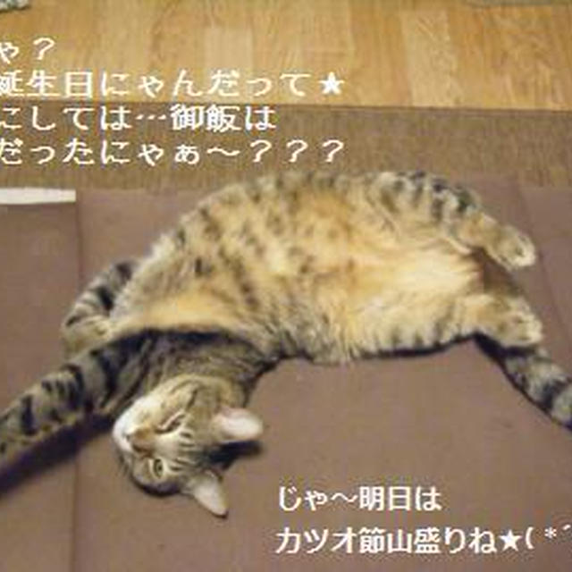 【動画】トラ吉君の前世はワンコ？